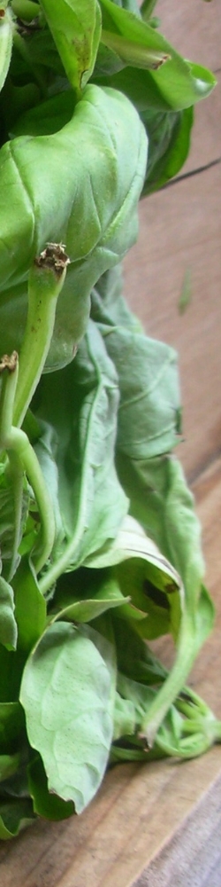 Basil2